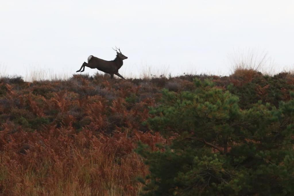 In Dorset, Near Jurassic Coast And Arne * Wareham