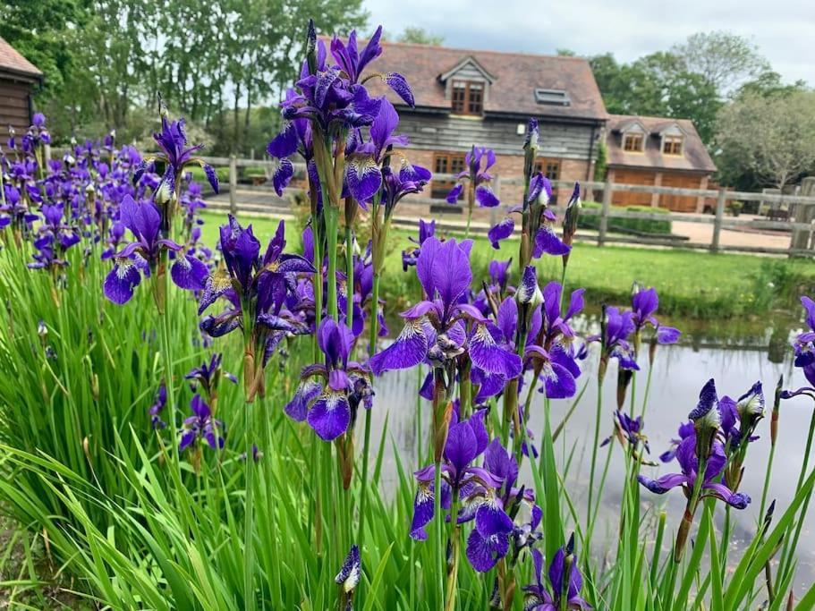 In Dorset, Near Jurassic Coast And Arne Apartment Wareham