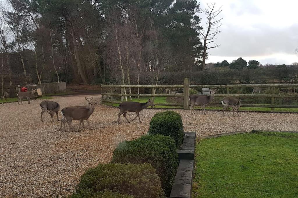 In Dorset, Near Jurassic Coast And Arne